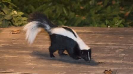 Best Repellent For Skunks of 2025: Top 6 Picks Best Repellent For Skunks of 2025: Top 6 Picks