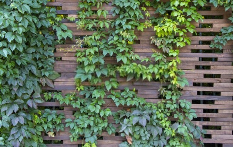 Landscaping Along A Fence Ideas Landscaping Along A Fence Ideas