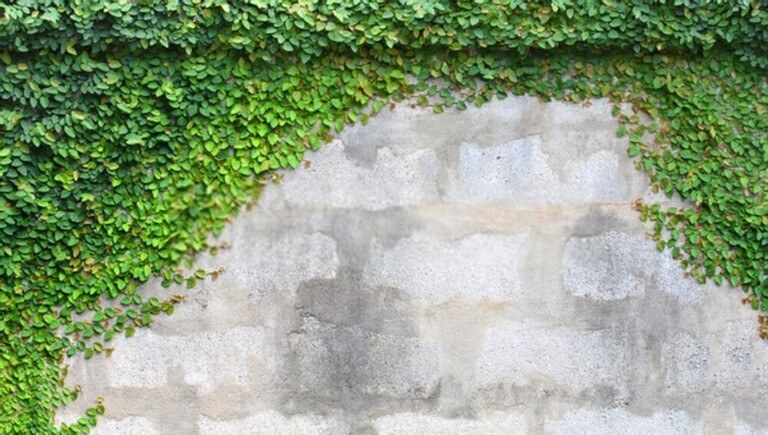 Landscaping Along A Fence Ideas