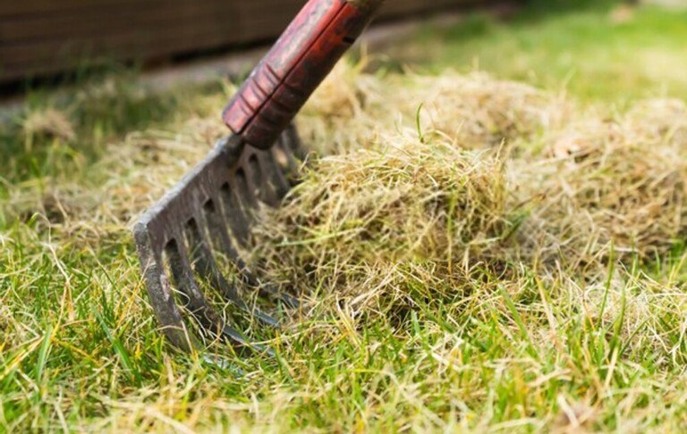 How To Repair Salt Damaged Lawn? How To Repair Salt Damaged Lawn?