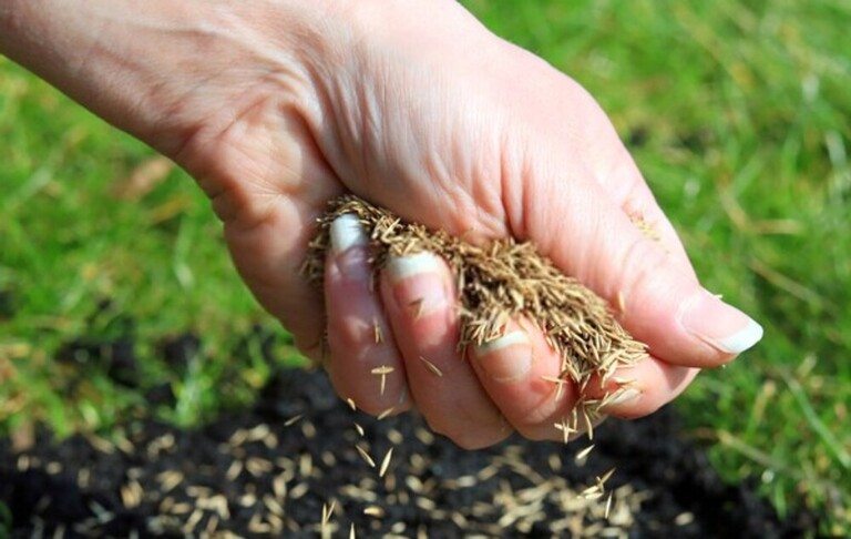 How To Repair Salt Damaged Lawn? How To Repair Salt Damaged Lawn?