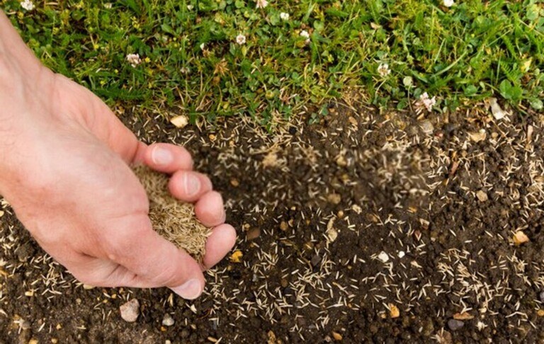 How To Repair Salt Damaged Lawn? How To Repair Salt Damaged Lawn?