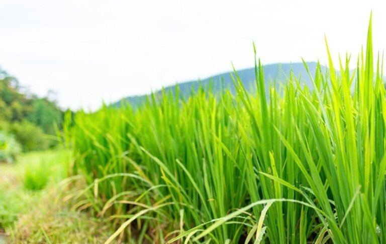 How To Prevent Erosion And Runoff In The Yard? How To Prevent Erosion And Runoff In The Yard?