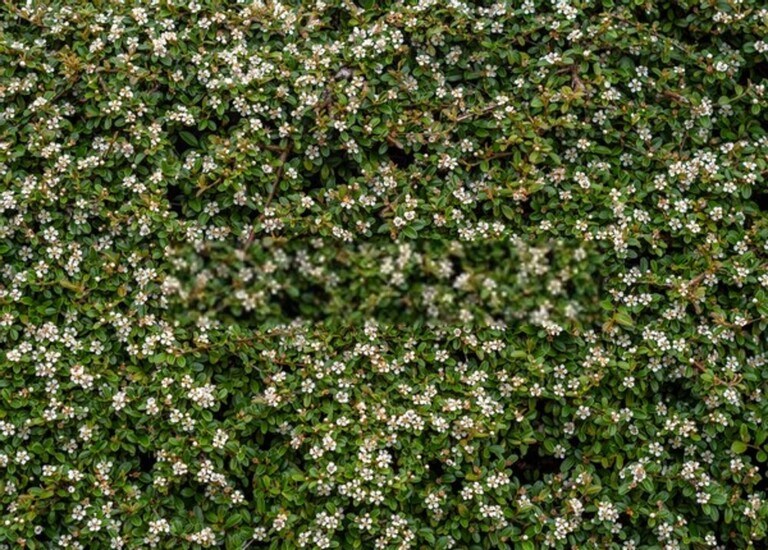 How To Prevent Erosion And Runoff In The Yard? How To Prevent Erosion And Runoff In The Yard?