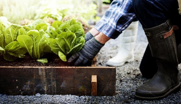 How To Prepare Ground For Vegetable Garden? How To Prepare Ground For Vegetable Garden?