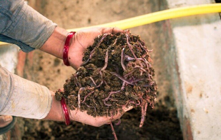 How To Prepare Ground For Vegetable Garden? How To Prepare Ground For Vegetable Garden?