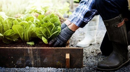 How To Prepare Ground For Vegetable Garden?