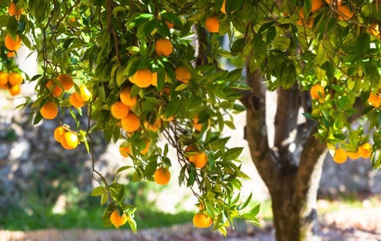 Fruit Trees You Can Grow Right On Your Porch Fruit Trees You Can Grow Right On Your Porch