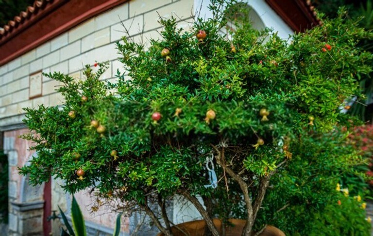 Fruit Trees You Can Grow Right On Your Porch Fruit Trees You Can Grow Right On Your Porch