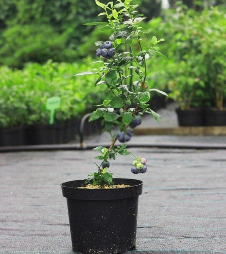 Fruit Trees You Can Grow Right On Your Porch Fruit Trees You Can Grow Right On Your Porch