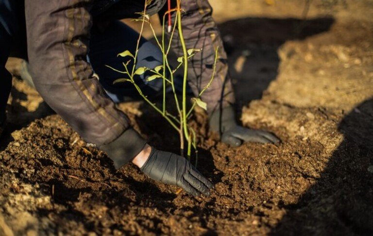 Fruit Trees You Can Grow Right On Your Porch Fruit Trees You Can Grow Right On Your Porch