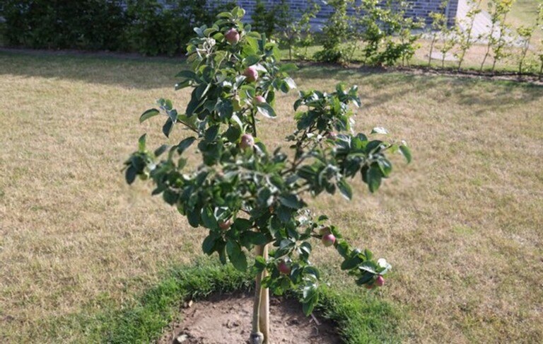 Fruit Trees You Can Grow Right On Your Porch Fruit Trees You Can Grow Right On Your Porch