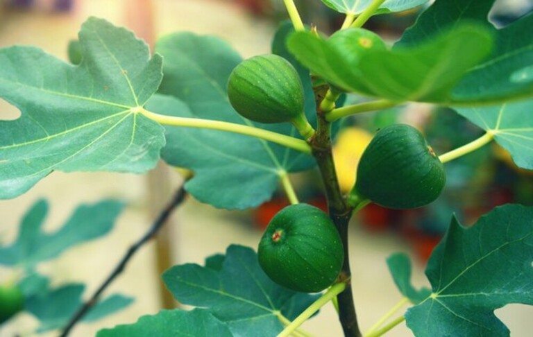 Fruit Trees You Can Grow Right On Your Porch Fruit Trees You Can Grow Right On Your Porch