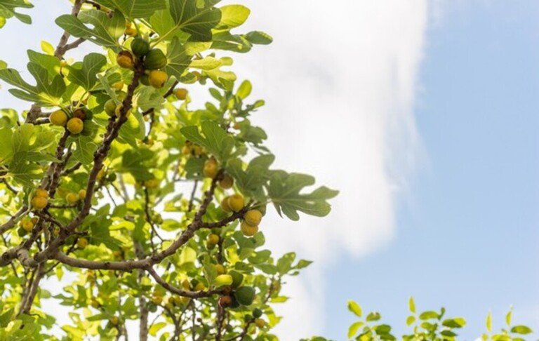 Fruit Trees You Can Grow Right On Your Porch Fruit Trees You Can Grow Right On Your Porch