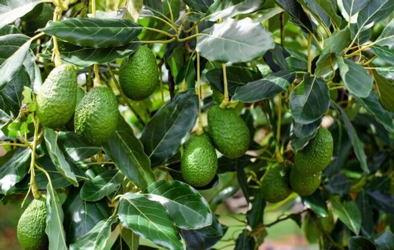 Fruit Trees You Can Grow Right On Your Porch Fruit Trees You Can Grow Right On Your Porch