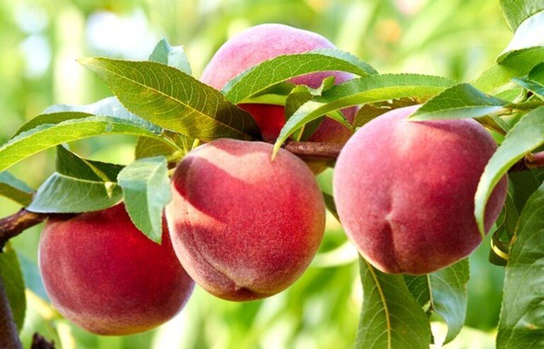Fruit Trees You Can Grow Right On Your Porch Fruit Trees You Can Grow Right On Your Porch