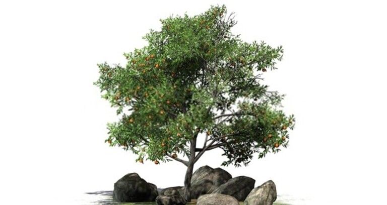 Fruit Trees You Can Grow Right On Your Porch Fruit Trees You Can Grow Right On Your Porch