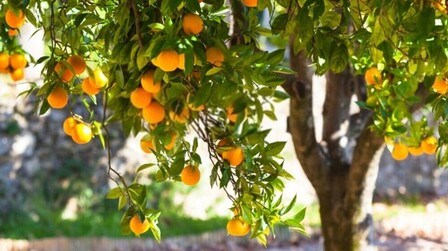 Fruit Trees You Can Grow Right On Your Porch Fruit Trees You Can Grow Right On Your Porch