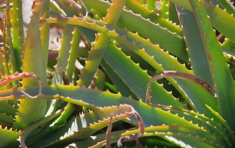 Creative Ideas For A Child-Friendly Garden