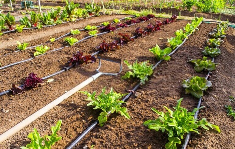 How To Install A Drip Irrigation System? How To Install A Drip Irrigation System?