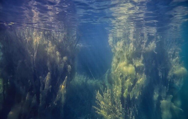 How Do I Get Rid Of Aquatic Weeds In My Pond? How Do I Get Rid Of Aquatic Weeds In My Pond?