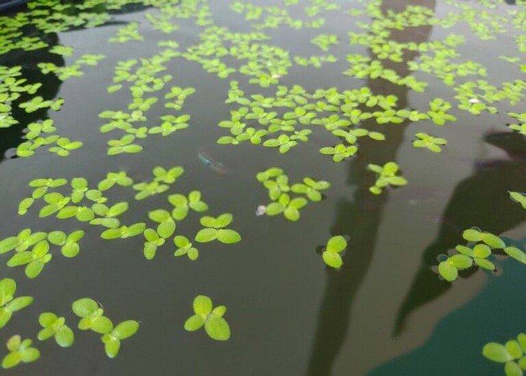 How Do I Get Rid Of Aquatic Weeds In My Pond? How Do I Get Rid Of Aquatic Weeds In My Pond?
