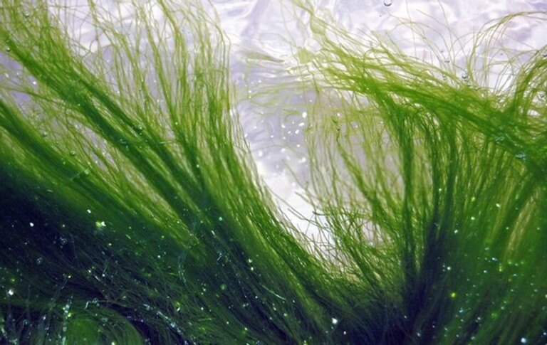 How Do I Get Rid Of Aquatic Weeds In My Pond? How Do I Get Rid Of Aquatic Weeds In My Pond?