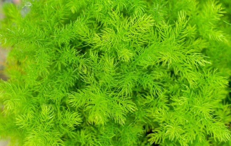 How Do I Get Rid Of Aquatic Weeds In My Pond? How Do I Get Rid Of Aquatic Weeds In My Pond?