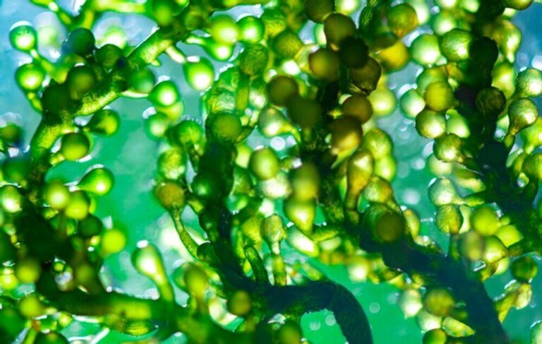 How Do I Get Rid Of Aquatic Weeds In My Pond? How Do I Get Rid Of Aquatic Weeds In My Pond?