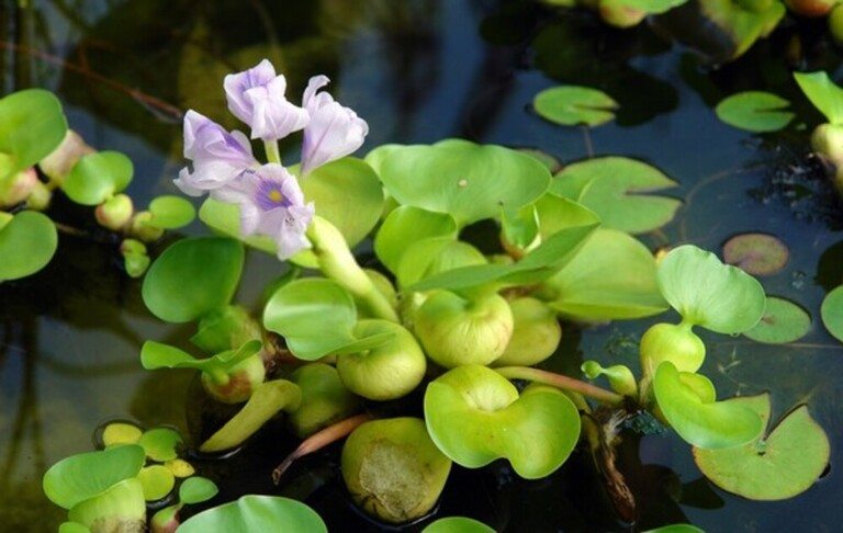How Do I Get Rid Of Aquatic Weeds In My Pond? How Do I Get Rid Of Aquatic Weeds In My Pond?