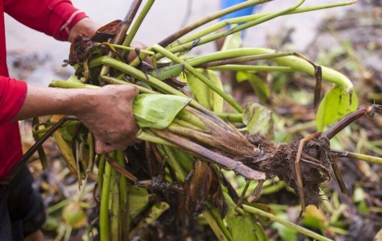 How Do I Get Rid Of Aquatic Weeds In My Pond? How Do I Get Rid Of Aquatic Weeds In My Pond?