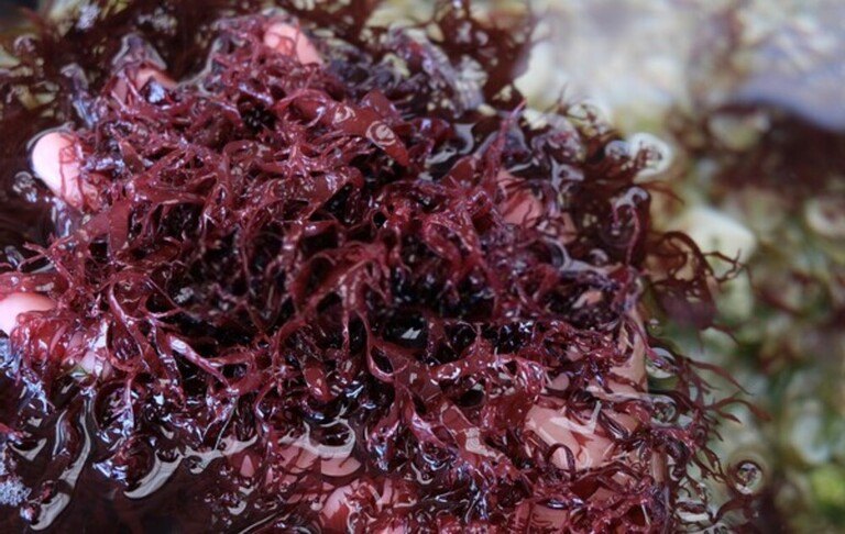 How Do I Get Rid Of Aquatic Weeds In My Pond? How Do I Get Rid Of Aquatic Weeds In My Pond?