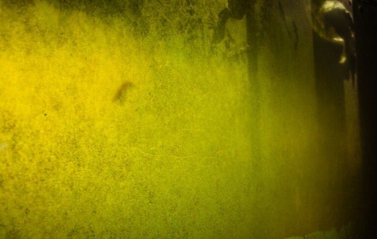 How Do I Get Rid Of Aquatic Weeds In My Pond? How Do I Get Rid Of Aquatic Weeds In My Pond?