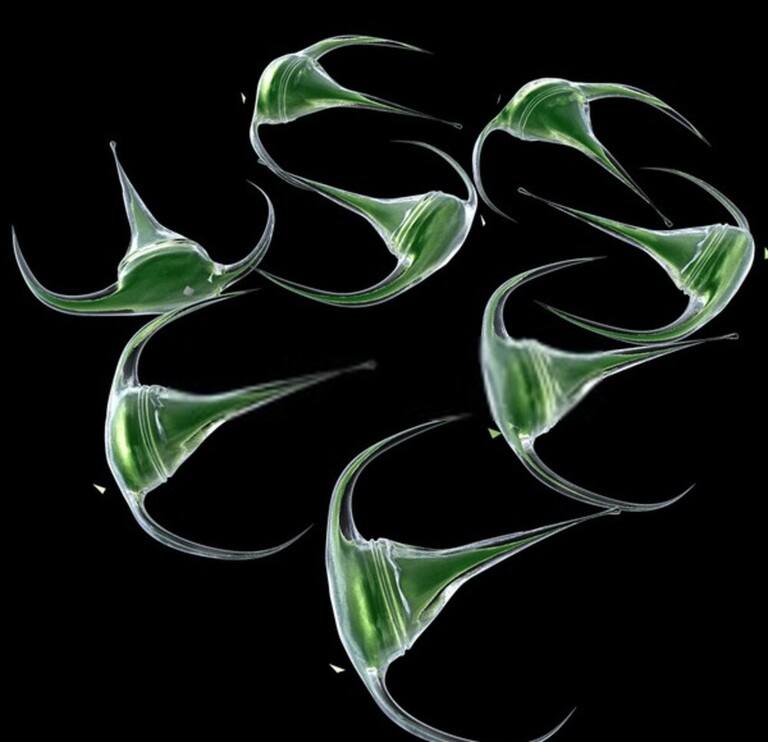 How Do I Get Rid Of Aquatic Weeds In My Pond? How Do I Get Rid Of Aquatic Weeds In My Pond?