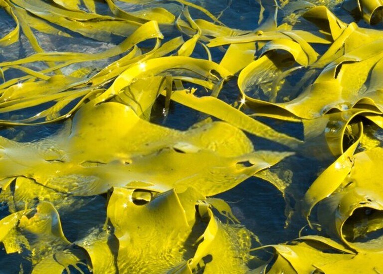 How Do I Get Rid Of Aquatic Weeds In My Pond? How Do I Get Rid Of Aquatic Weeds In My Pond?