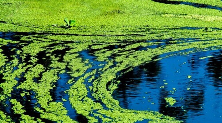How Do I Get Rid Of Aquatic Weeds In My Pond? How Do I Get Rid Of Aquatic Weeds In My Pond?
