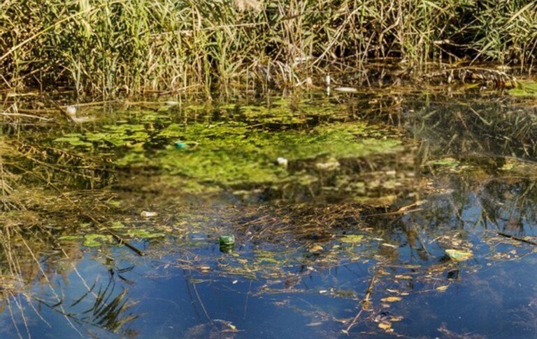 How Do I Get Rid Of Aquatic Weeds In My Pond? How Do I Get Rid Of Aquatic Weeds In My Pond?