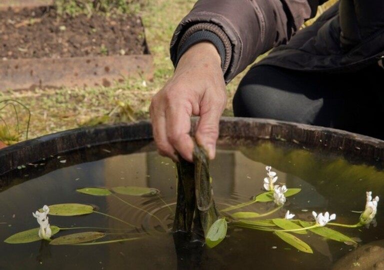 How Do I Get Rid Of Aquatic Weeds In My Pond? How Do I Get Rid Of Aquatic Weeds In My Pond?