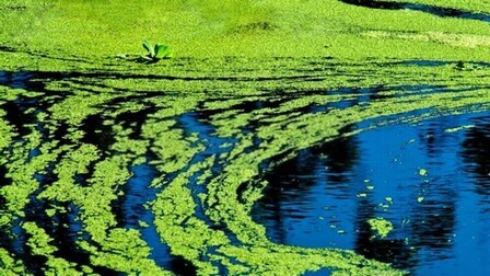 How Do I Get Rid Of Aquatic Weeds In My Pond? How Do I Get Rid Of Aquatic Weeds In My Pond?