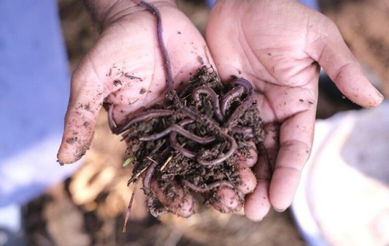 How Do You Set Up A Worm Farm At Home? How Do You Set Up A Worm Farm At Home?