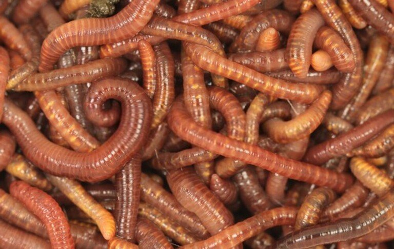 How Do You Set Up A Worm Farm At Home? How Do You Set Up A Worm Farm At Home?
