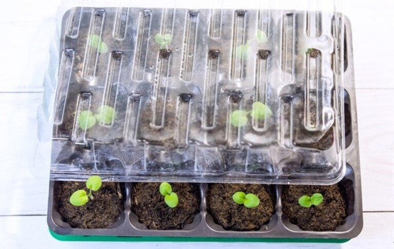 How To Start Seeds Indoors With Grow Lights? How To Start Seeds Indoors With Grow Lights?