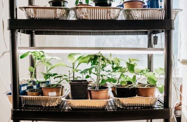 How To Start Seeds Indoors With Grow Lights? How To Start Seeds Indoors With Grow Lights?