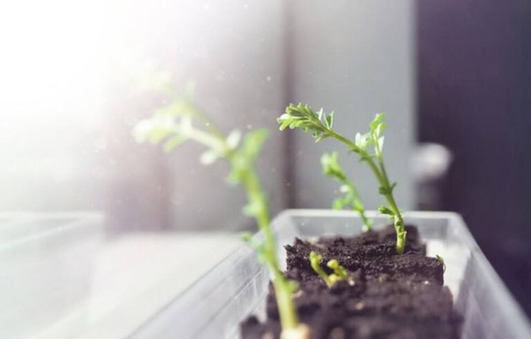 How To Start Seeds Indoors With Grow Lights? How To Start Seeds Indoors With Grow Lights?