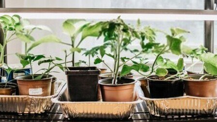 How To Start Seeds Indoors With Grow Lights?