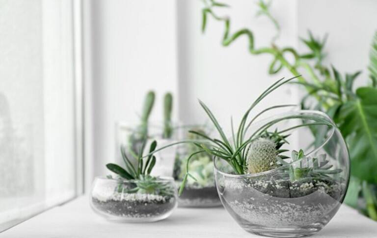 How To Grow Succulents As An Inexperienced Gardener? How To Grow Succulents As An Inexperienced Gardener?