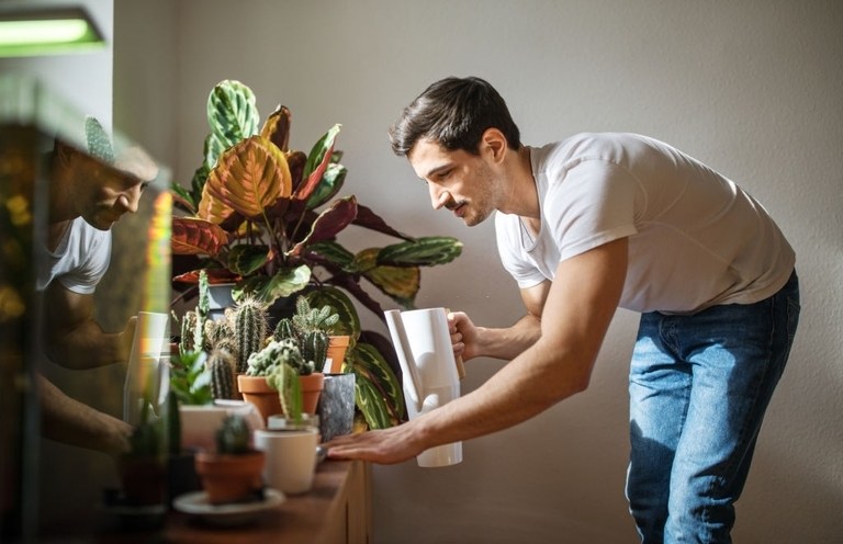 How To Grow Succulents As An Inexperienced Gardener? How To Grow Succulents As An Inexperienced Gardener?