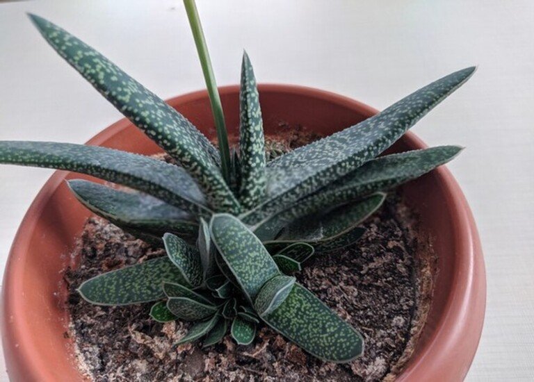 How To Grow Succulents As An Inexperienced Gardener? How To Grow Succulents As An Inexperienced Gardener?