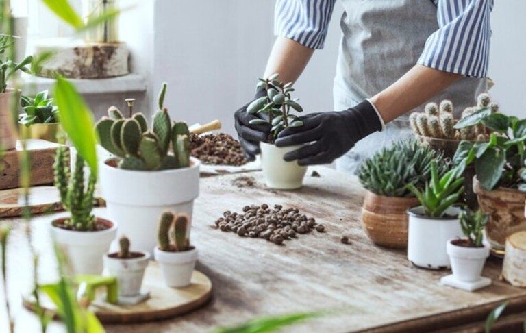 How To Grow Succulents As An Inexperienced Gardener? How To Grow Succulents As An Inexperienced Gardener?