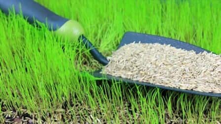 Best Grass Seed For New Lawn of 2025: Top 6 Picks Best Grass Seed For New Lawn of 2025: Top 6 Picks